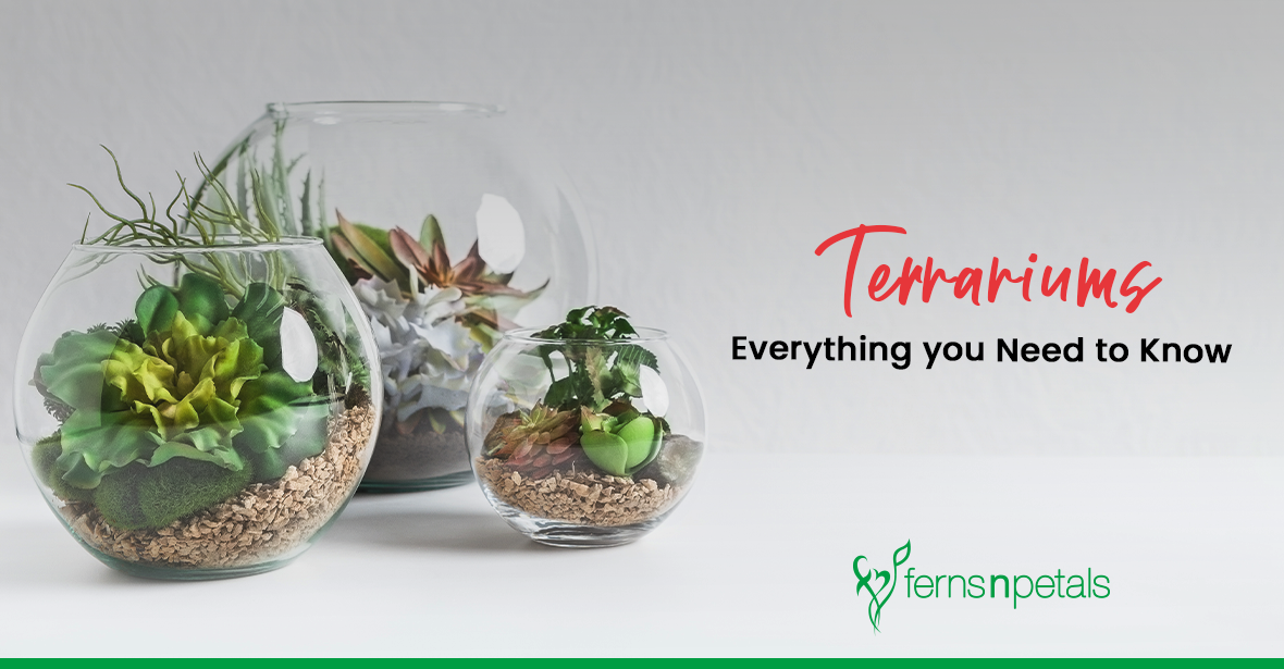 Terrariums Everything you Need to Know